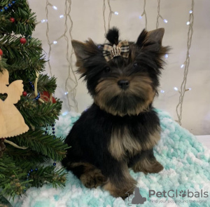 Photo №1. yorkshire terrier - for sale in the city of Kiev | 1000$ | Announcement № 8940