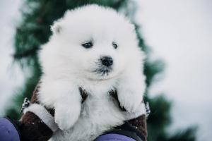 Photo №4. I will sell samoyed dog in the city of Новосибирск. from nursery - price - Negotiated