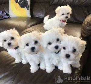 Photo №2 to announcement № 64752 for the sale of maltese dog - buy in Greece private announcement, breeder