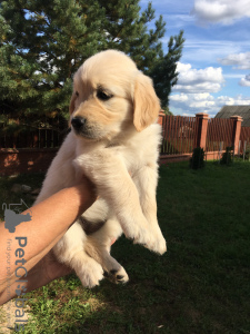 Photo №1. golden retriever - for sale in the city of Сарапул | 466$ | Announcement № 7698