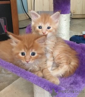 Photo №1. maine coon - for sale in the city of Alain | 413$ | Announcement № 157780