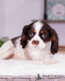 Photo №3. Say hello to Daisy the sweetest little lady with a heart as warm as her smile!. Iceland