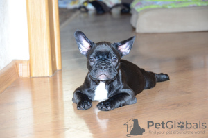 Photo №4. I will sell french bulldog in the city of Saarbrücken. private announcement - price - 380$