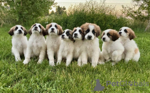 Photo №1. st. bernard - for sale in the city of Brussels | 423$ | Announcement № 121054