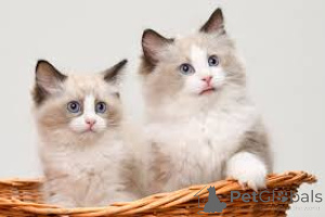 Photo №2 to announcement № 164241 for the sale of ragdoll - buy in Belgium private announcement, breeder