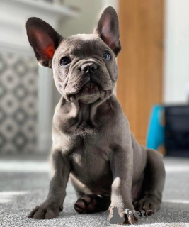 Photo №2 to announcement № 123332 for the sale of french bulldog - buy in Germany private announcement, from nursery, from the shelter, breeder