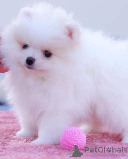 Photo №2 to announcement № 133854 for the sale of pomeranian - buy in Austria private announcement