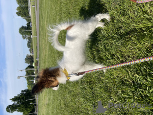 Additional photos: Papillon puppy. Girl. Pedigree. FCI