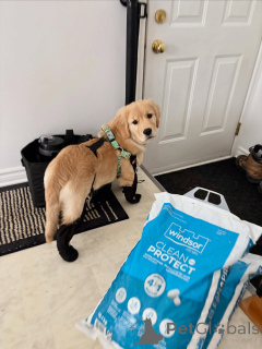 Photo №3. Golden Retriever Puppies Loyal, Gentle, and Family-Friendly. Belgium