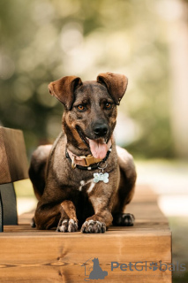 Photo №2 to announcement № 150156 for the sale of non-pedigree dogs - buy in Russian Federation 