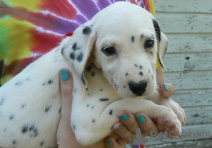 Photo №2 to announcement № 176480 for the sale of dalmatian dog - buy in Czech Republic 