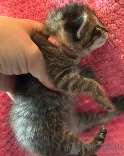 Photo №1. bengal cat - for sale in the city of Munich | 367$ | Announcement № 150610