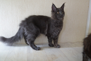 Photo №2 to announcement № 6328 for the sale of maine coon - buy in Russian Federation from nursery, breeder
