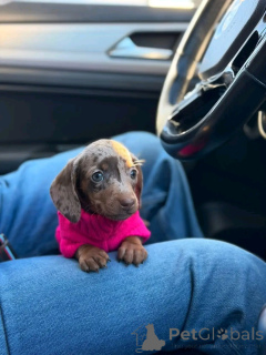 Photo №1. dachshund - for sale in the city of Ohio | negotiated | Announcement № 162956