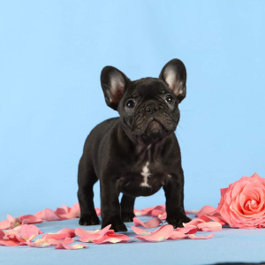 Photo №2 to announcement № 5336 for the sale of french bulldog - buy in Ukraine 