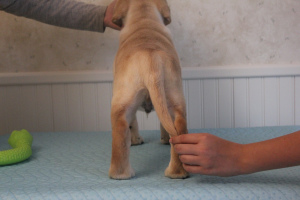 Photo №4. I will sell labrador retriever in the city of St. Petersburg. breeder - price - 779$