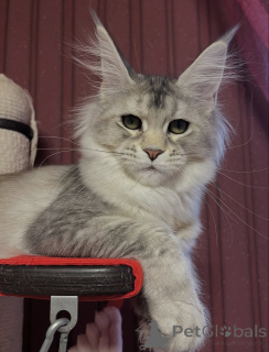 Photo №4. I will sell maine coon in the city of Erba. private announcement - price - negotiated
