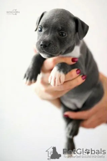 Photo №4. I will sell staffordshire bull terrier in the city of Barnaul. from nursery - price - negotiated