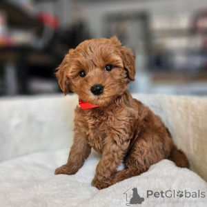 Photo №1. poodle (toy) - for sale in the city of Ohio | negotiated | Announcement № 152641