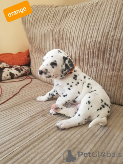 Photo №3. Dalmatian puppies. Belgium