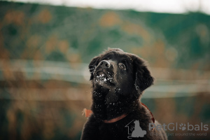 Photo №2 to announcement № 37070 for the sale of buryat-mongolian wolfhound - buy in Russian Federation from nursery, breeder