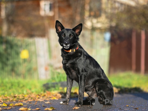 Additional photos: Nika is a young black beauty looking for a home!