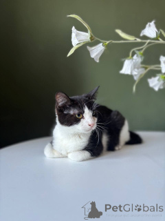 Photo №1.  - for sale in the city of Minsk | Is free | Announcement № 166022