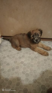 Photo №2 to announcement № 3903 for the sale of soft-coated wheaten terrier - buy in Russian Federation private announcement
