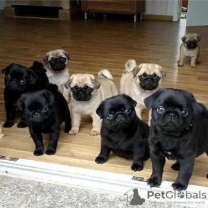 Photo №1. pug - for sale in the city of Mexico | negotiated | Announcement № 44313