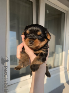 Photo №3. Yorkshire terrier puppies. Russian Federation