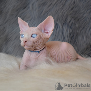 Photo №2 to announcement № 17777 for the sale of sphynx cat - buy in Ukraine from nursery
