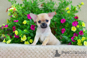 Photo №4. I will sell chihuahua in the city of Москва. from nursery, breeder - price - 1214$