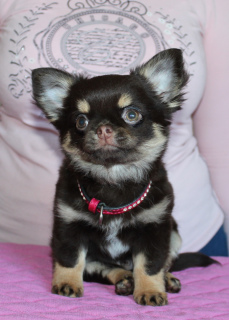 Photo №1. chihuahua - for sale in the city of St. Petersburg | negotiated | Announcement № 6930
