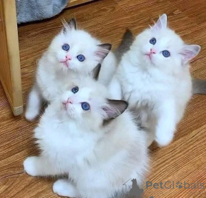 Photo №1. ragdoll - for sale in the city of Frankfurt | negotiated | Announcement № 162880