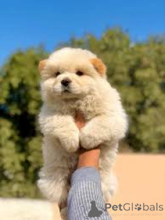 Photo №3. Chow Chow-puppy's te koop. Netherlands