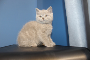 Photo №1. british shorthair - for sale in the city of Poznan | 514$ | Announcement № 351