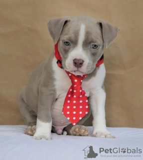 Photo №1. american bully - for sale in the city of Belgrade | negotiated | Announcement № 127465