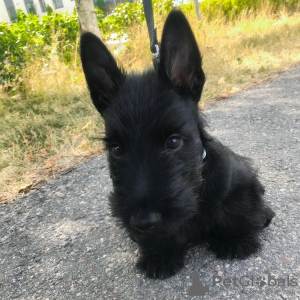 Photo №1. scottish terrier - for sale in the city of Vienna | 317$ | Announcement № 76009