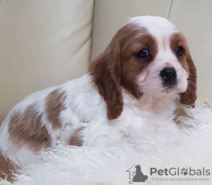 Photo №2 to announcement № 31941 for the sale of cavalier king charles spaniel - buy in Germany private announcement