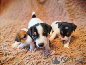 Photo №1. jack russell terrier - for sale in the city of Omsk | 263$ | Announcement № 9591