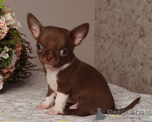 Additional photos: Chihuahua Chocolate Mini Boy