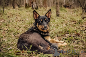 Photo №4. I will sell non-pedigree dogs in the city of Москва. from the shelter - price - Is free