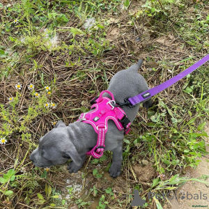 Photo №3. Staffordshire Bull Terrier mix puppies..whatsapp me at 44 7453 907158. United Kingdom