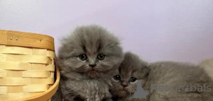 Photo №3. Wunderschöne reinrassige Scottish Fold Langhaar-Kätzchen. Germany