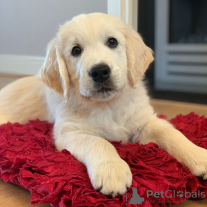 Photo №1. golden retriever - for sale in the city of Bonn | 423$ | Announcement № 124661