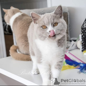 Photo №3. British shorthair. Germany