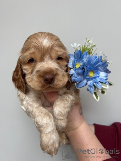Photo №2 to announcement № 132758 for the sale of english cocker spaniel - buy in Germany private announcement
