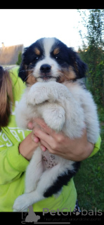 Photo №1. australian shepherd - for sale in the city of Minsk | 15$ | Announcement № 146133