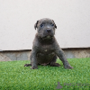 Additional photos: Pit bull bluenose male for sale