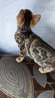 Photo №3. Bengal kittens. Belarus